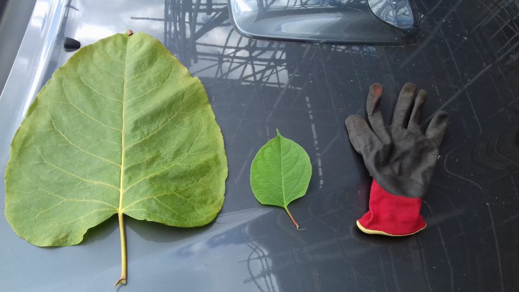 giant knotweed and glove size comparison