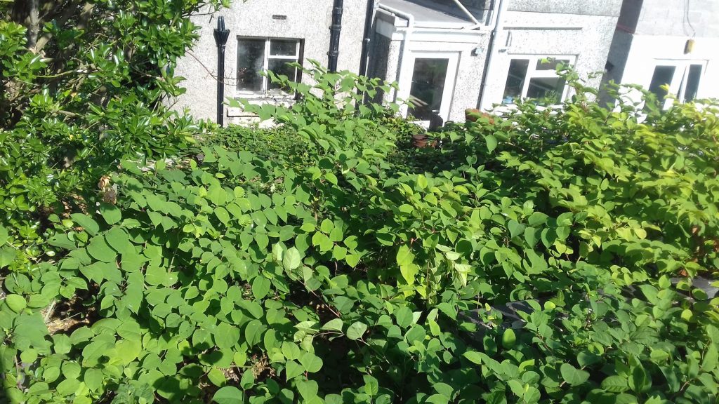 Overgrown knotweed on property
