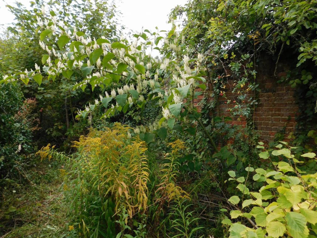 Giant knotweed