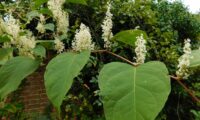 Removing Japanese Knotweed: A Guide for House Buyers in the UK