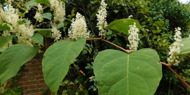 Removing Japanese Knotweed: A Guide for House Buyers in the UK