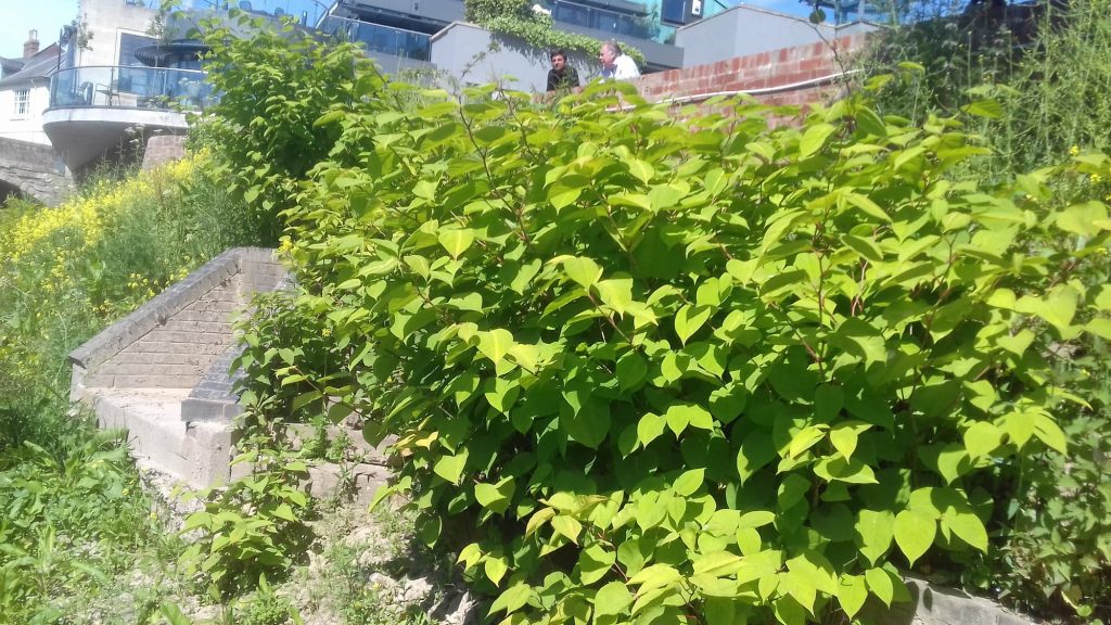 buying a house with Japanese knotweed