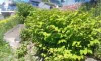 3 steps to buying a house with Japanese Knotweed [2023]