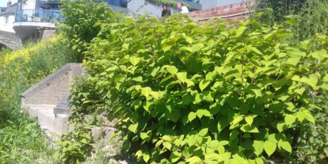 3 steps to buying a house with Japanese Knotweed [2023]