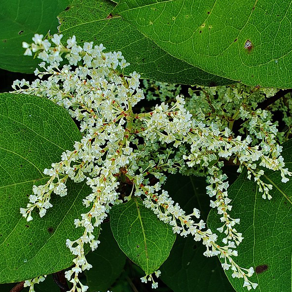 Japanese knotweed