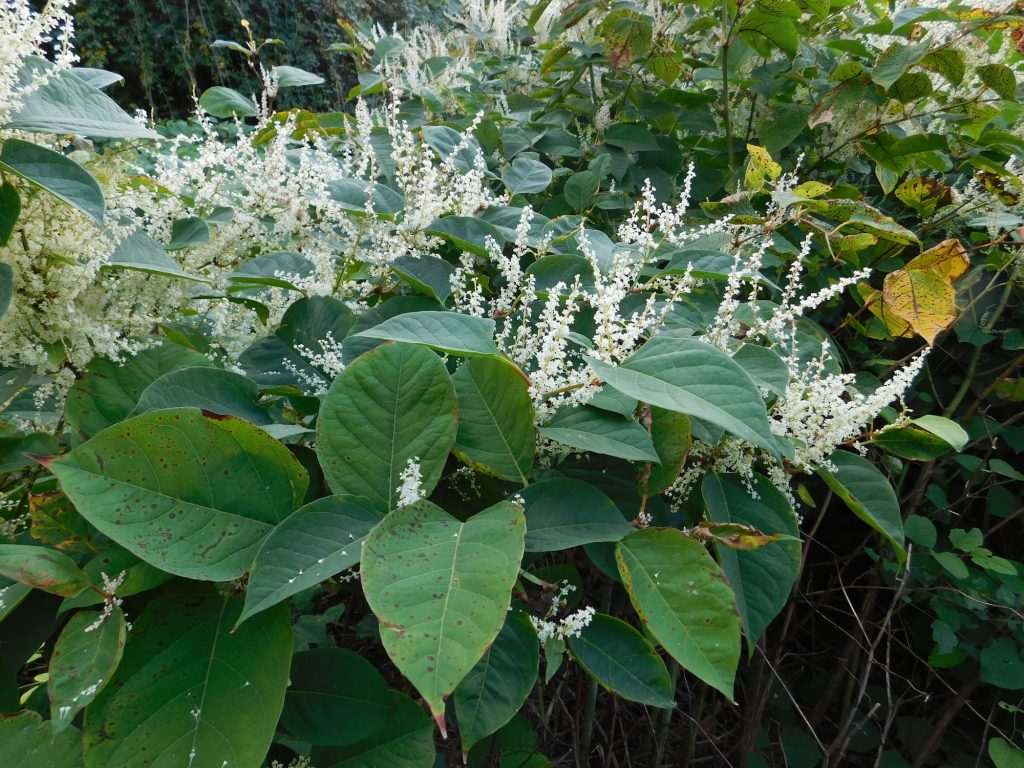 Knotweed