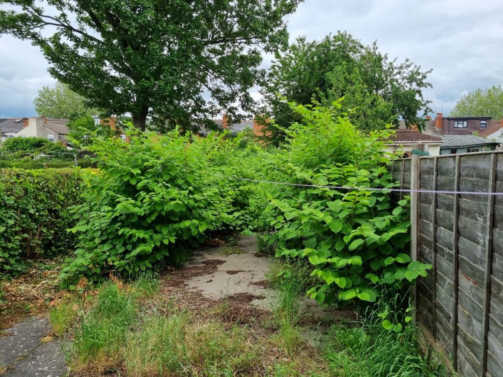 Knotweed ignored