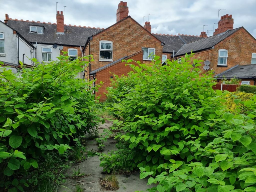 Ignored knotweed