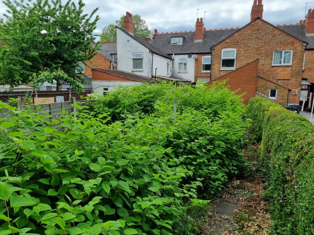 Knotweed infestation in residential property