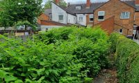 Typical Effects And Affected Areas Of A Typical Japanese Knotweed Infestation