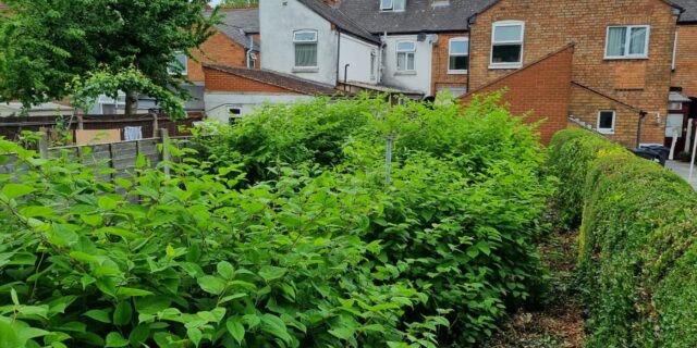 Typical Effects And Affected Areas Of A Typical Japanese Knotweed Infestation