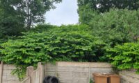 Are Invasive Weeds Ruining Your Garden? Here’s How to Take Back Control