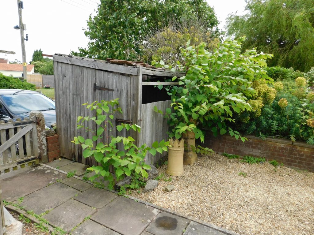 Knotweed overgrown on property