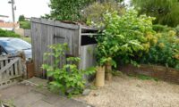 How Much Does Japanese Knotweed Removal Cost in the UK? A 2026 Price Guide