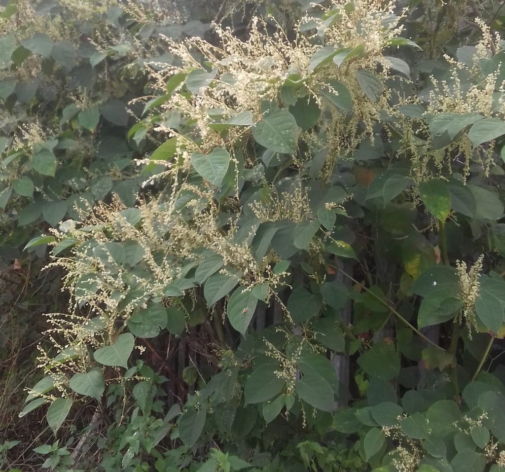 Japanese knotweed