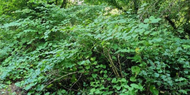 Why Japanese Knotweed in the winter is a good time to spot and treat it?