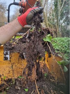 Japanese Knotweed crown and rhizome being hand picked during the screening process