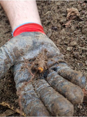 Showing small piece of Japanese Knotweed rhizome and the level of detail it is possible to go to when using screening process with Japanese Knotweed excavation.