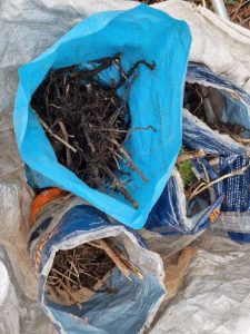 Excavated Japanese Knotweed material bagged and ready for removal to off site incineration.