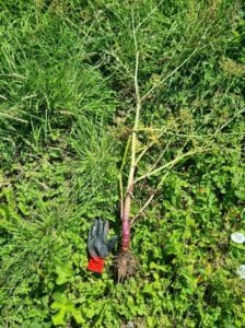 Excavated Hemlock Water Dropwort showing roots sometimes referred to as 'Dead man's fingers'