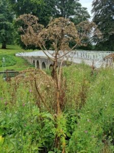 Winter stem of Giant Hogweed