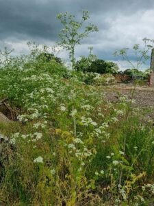 Hemlock in flower