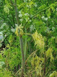 Hemlock stem showing the distinctive purple speckling