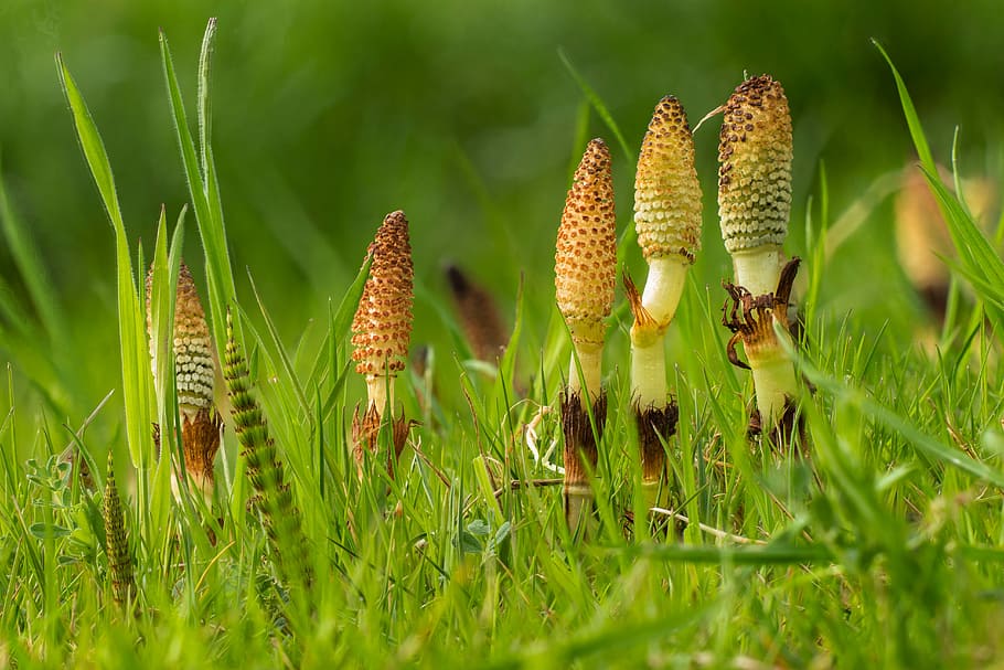 Field horsetail Top four invasive weeds to be aware of in the Commercial Development Sector other than Japanese Knotweed.