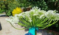 Is Giant Hogweed Poisonous to Humans?