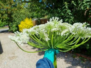 Giant Hogweed giant flower head