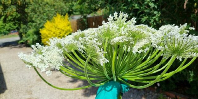 Is Giant Hogweed Poisonous to Humans?