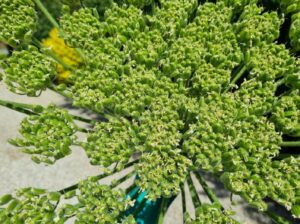 Giant Hogweed Seeds