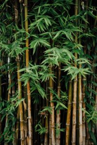 bamboo plant very tall with leaves