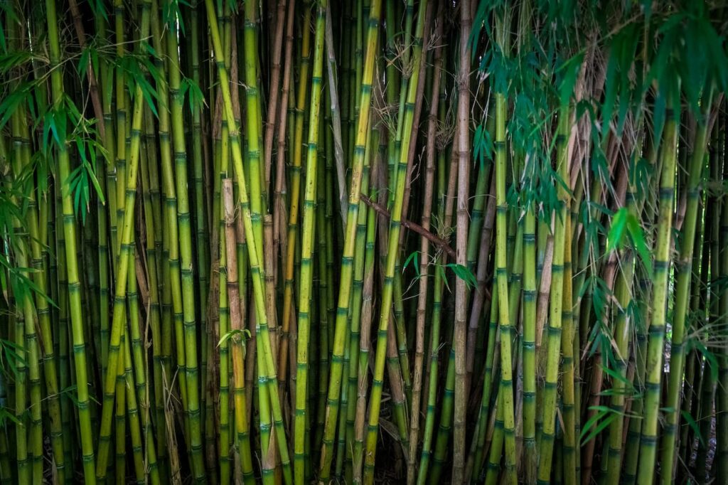 bamboo canes