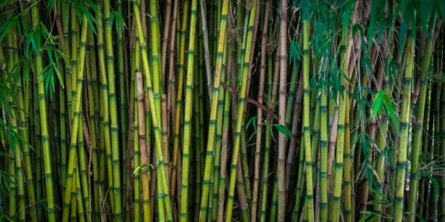 National Bamboo Removal Service – Commercial and Residential [2023]