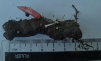 Japanese Knotweed (Reynoutria japonica) rhizome just 6 cm long showing emerging shoot