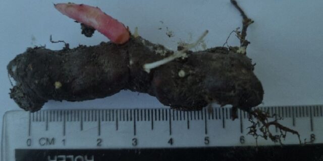Japanese Knotweed (Reynoutria japonica) rhizome just 6 cm long showing emerging shoot
