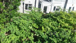 Japanese Knotweed out of control