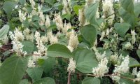 Reporting Japanese Knotweed to Local Council – What You Need to Know in the UK