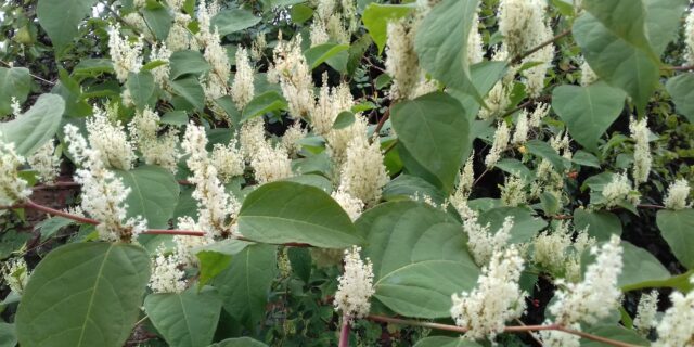 Reporting Japanese Knotweed to Local Council – What You Need to Know in the UK
