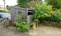 Japanese Knotweed: A Comprehensive Guide for Property Developers