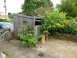 Japanese knotweed on property