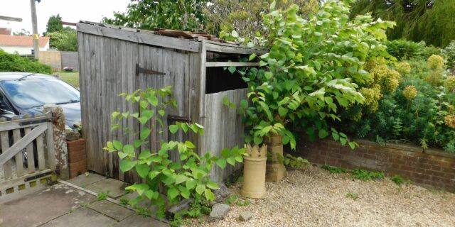 Japanese Knotweed: A Comprehensive Guide for Property Developers