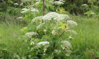 The Perils of Giant Hogweed: What Problems It Causes for UK Landowners