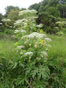 Giant Hogweed