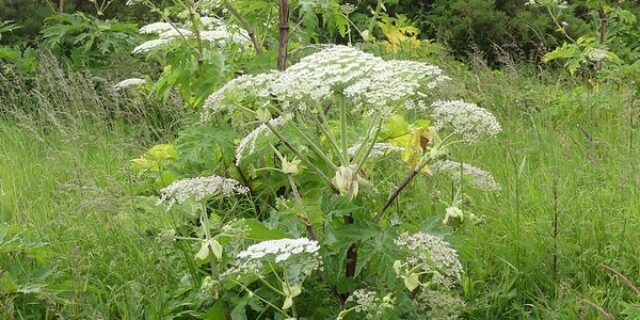 The Perils of Giant Hogweed: What Problems It Causes for UK Landowners