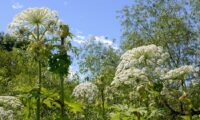 Where Does Giant Hogweed Grow? A Comprehensive Guide in the UK