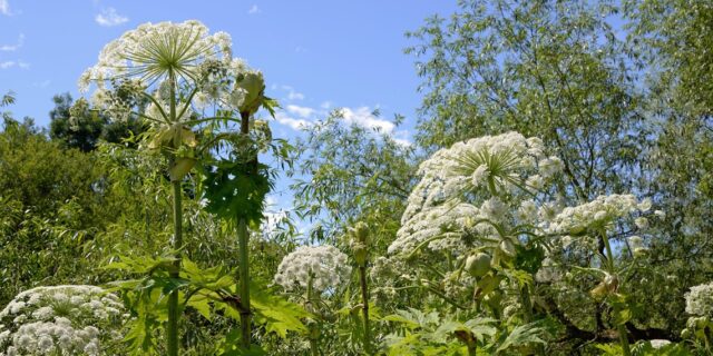 Where Does Giant Hogweed Grow? A Comprehensive Guide in the UK