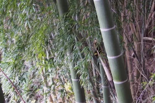 bamboo invasion