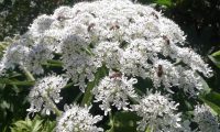 Managing Problem Umbellifers – A Co-authored Article in Conservation Land Management Magazine